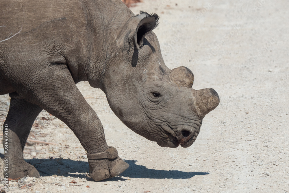 Fototapeta premium Dehorned Black Rhino in Etosha NP