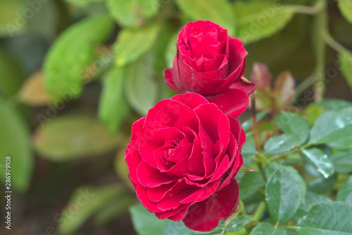 Two red roses bloom on the branches of a bush.