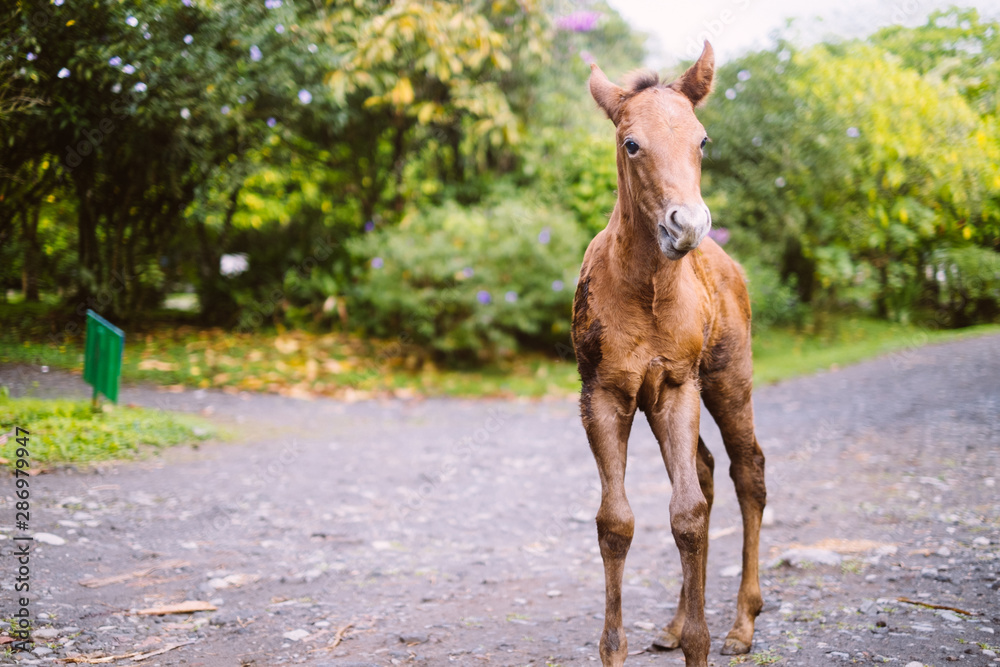 Fototapeta premium Foal