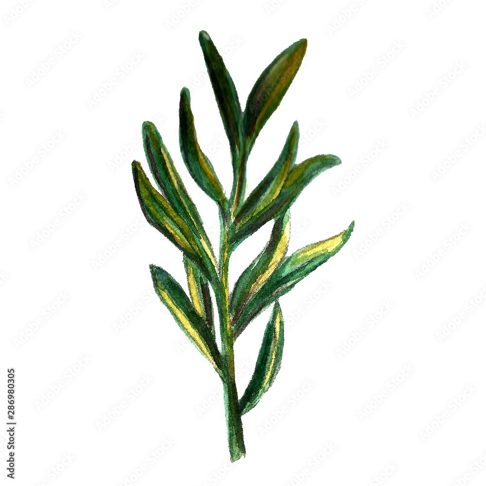 Fototapeta premium Onion, rosemary and garlic watercolor illustrations set. Autumn, fall, harvest. Background textile.