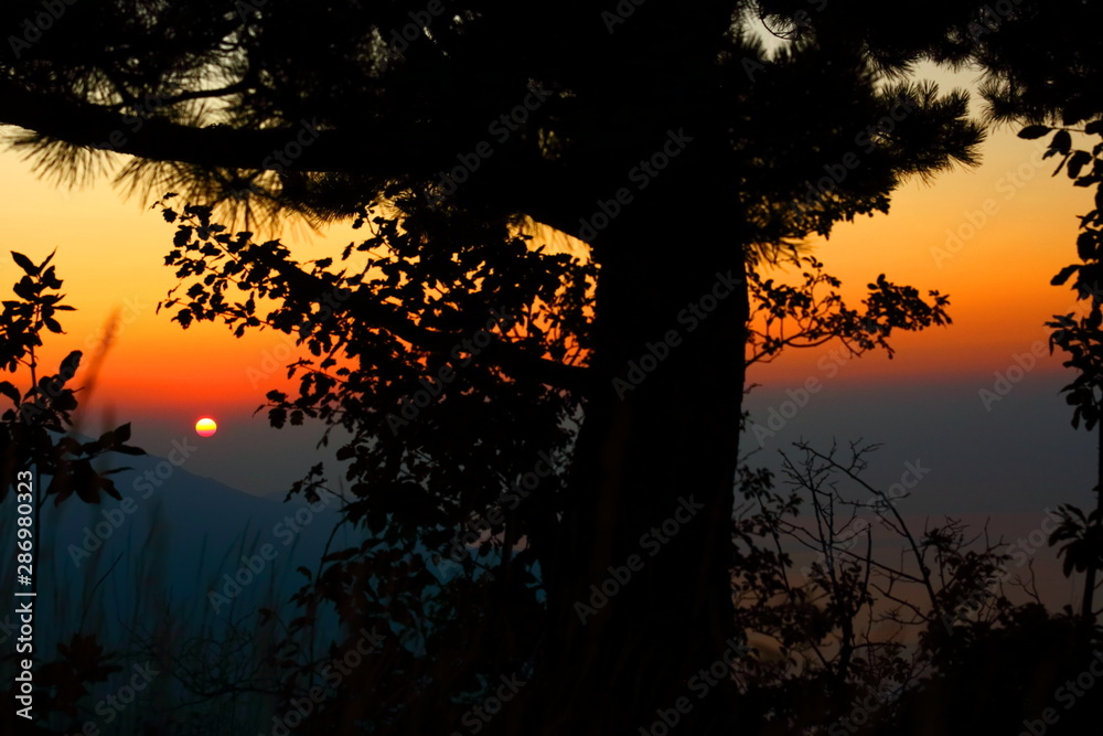 Silhouettes of trees in the mountains at sunrise Silhouettes of trees in the mountains at sunrise