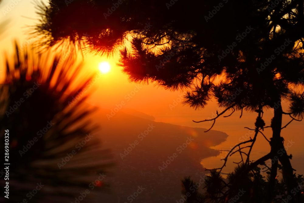Pine branches in the mountains at sunrise