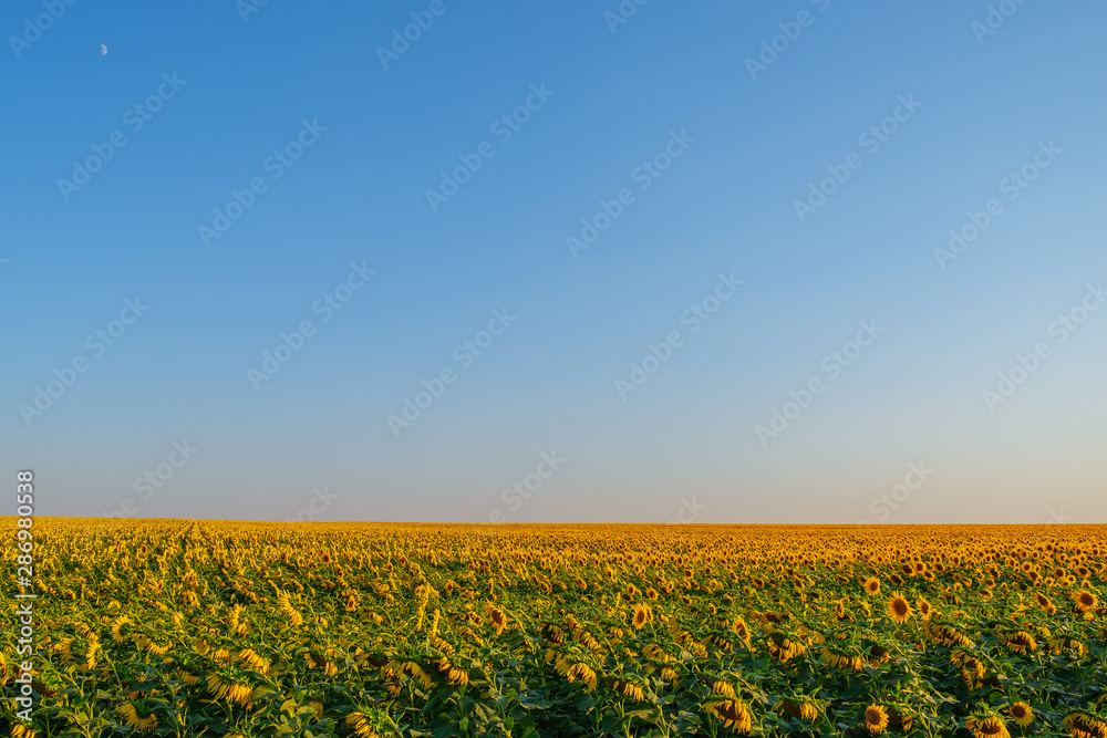 Endless field with sunflowers.