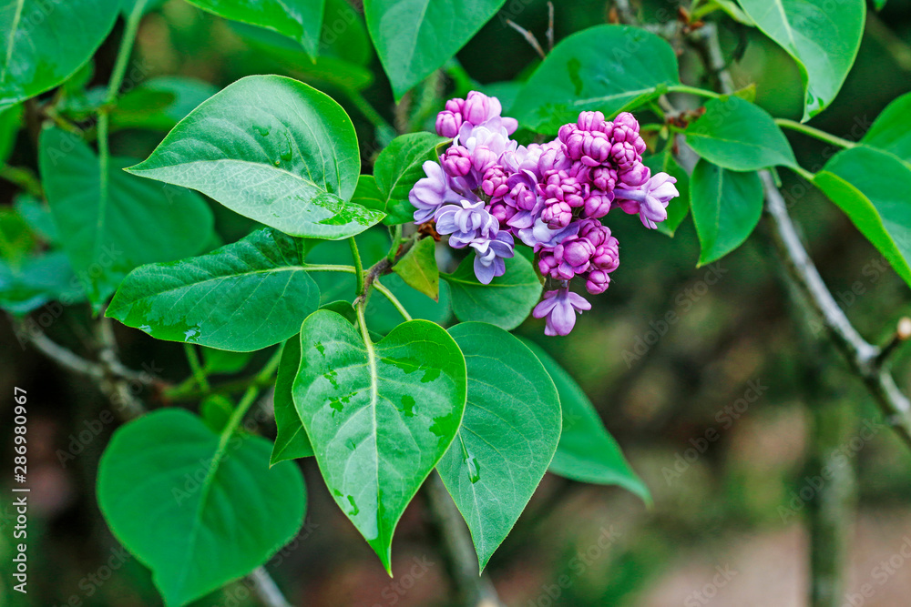 Beautiful lilac flowers in the garden.