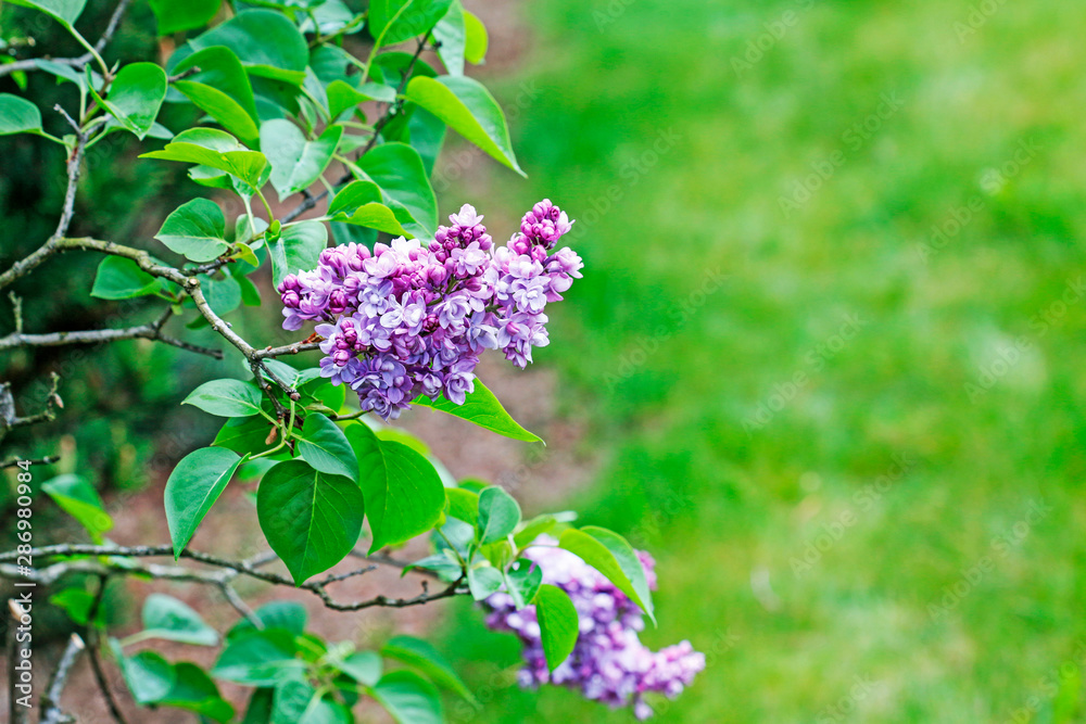Beautiful lilac flowers in the garden. Beautiful lilac flowers in the garden.