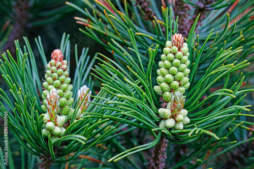 Young shoots of coniferous tree in the forest.