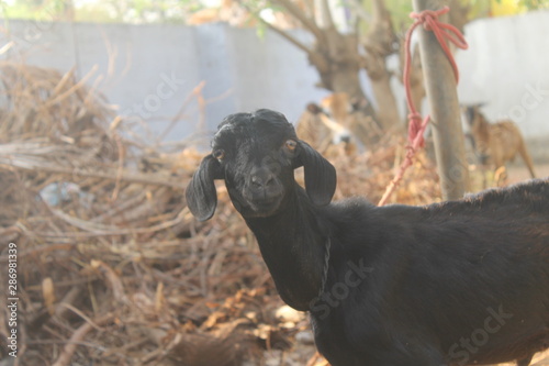 black goat portrait