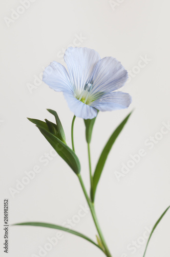 Flax (Linum usitatissimum) flowers