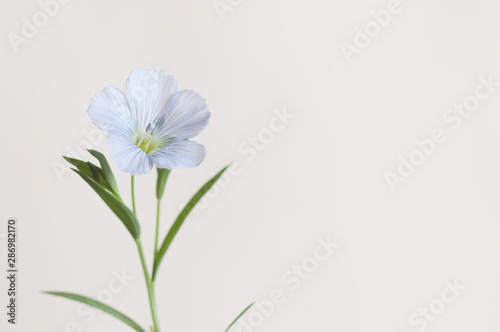 Flax (Linum usitatissimum) flowers