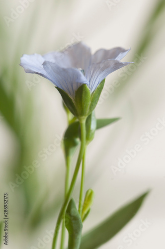 Flax (Linum usitatissimum) flowers