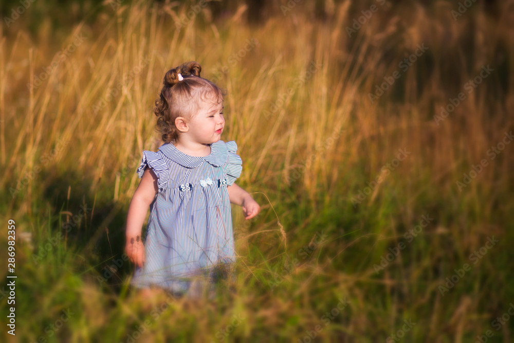 A little girl with two little pigtails in a blue striped dress walks in very tall grass in a field at sunset. World Children's Day. Preschool girl in nature. A little girl with two little pigtails in a blue striped dress walks in very tall grass in a field at sunset. World Children's Day. Preschool girl in nature.