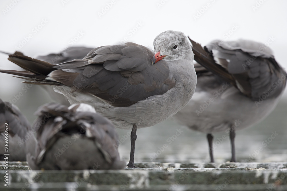 Obraz premium An adult Heermann's gull (Larus heermanni) resting on a roof of a building at Monterey bay California.