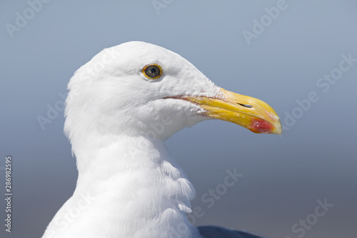 A portrait of a western gull (Larus occidentalis) yawning on the beach of Santa Cruz California .