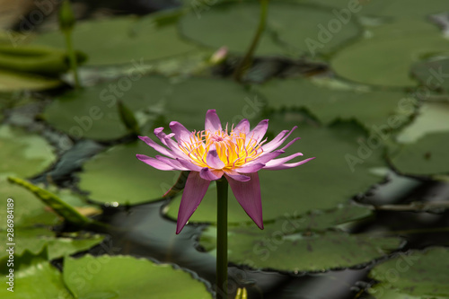 flor de lotus rosa com fundo verde