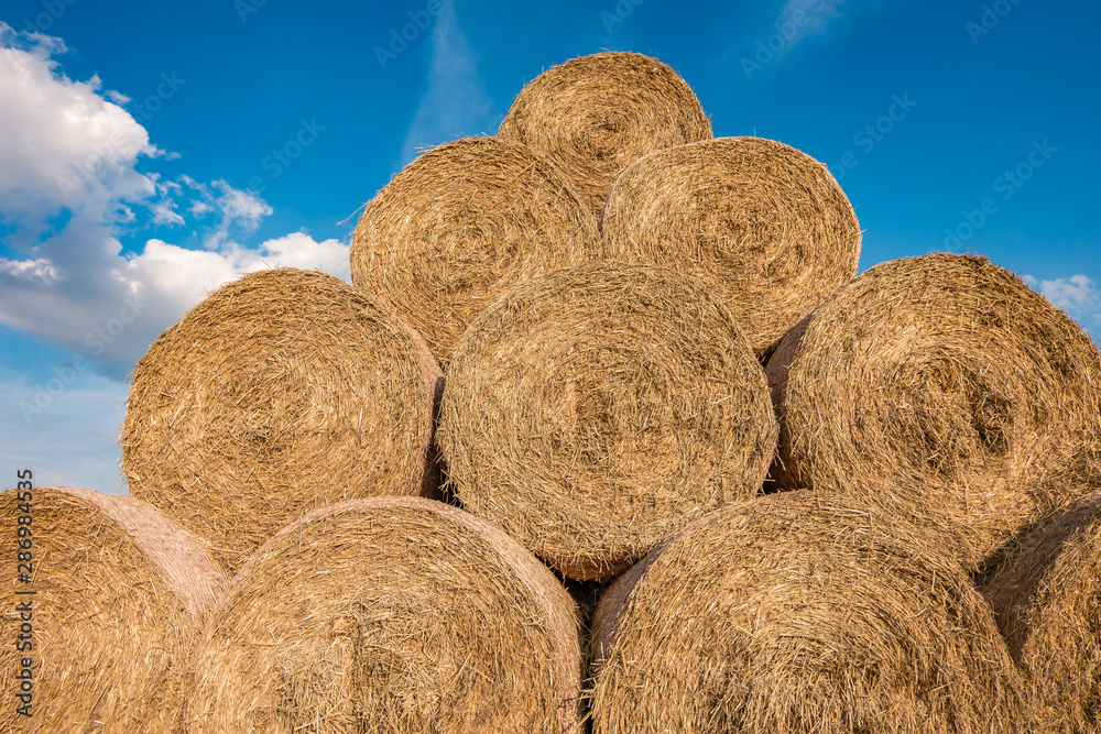 huge straw pile of Hay roll bales on among harvested field. cattle bedding huge straw pile of Hay roll bales on among harvested field. cattle bedding