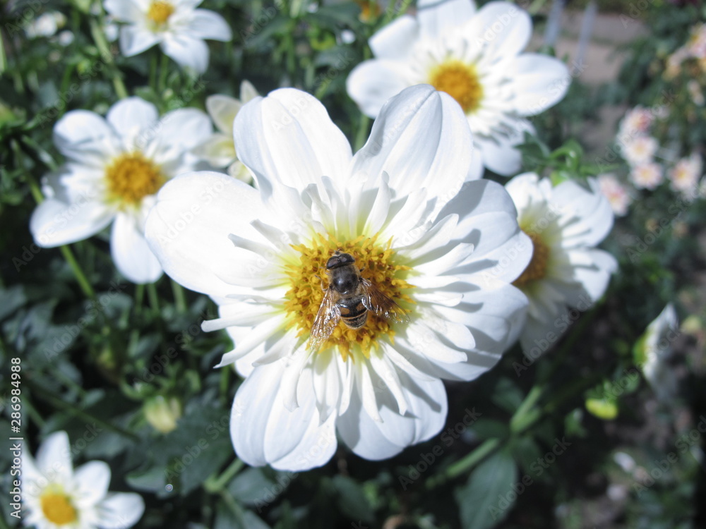 Fototapeta premium Macro de abeja sobre flor blanca