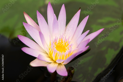 flor de lotus rosa claro 