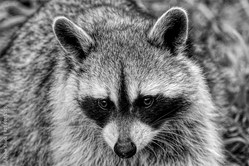 Racoon