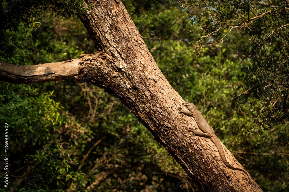 Bengal monitor lizard (Varanus bengalensis). Reptile varan resting on big tree in jungle of Sri Lanka. Common Indian monitor. Ceylon dragon. Wildlife of Sri Lanka, exotic photography tour in Asia Bengal monitor lizard (Varanus bengalensis). Reptile varan resting on big tree in jungle of Sri Lanka. Common Indian monitor. Ceylon dragon. Wildlife of Sri Lanka, exotic photography tour in Asia