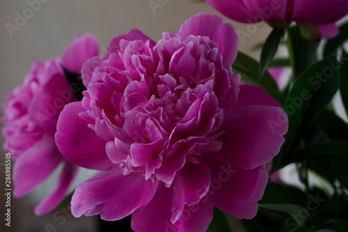 Fototapeta Naklejka Na Ścianę i Meble -  Bright pink peony flowers in bouquet