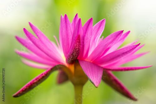 close up lotus rosa