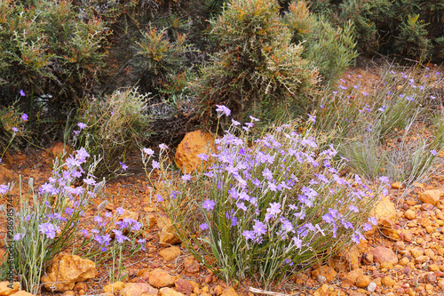 Blue flowering Dampiera stenostachya in front of Banksia shrubs endemic Western Autralian wildflowers photo