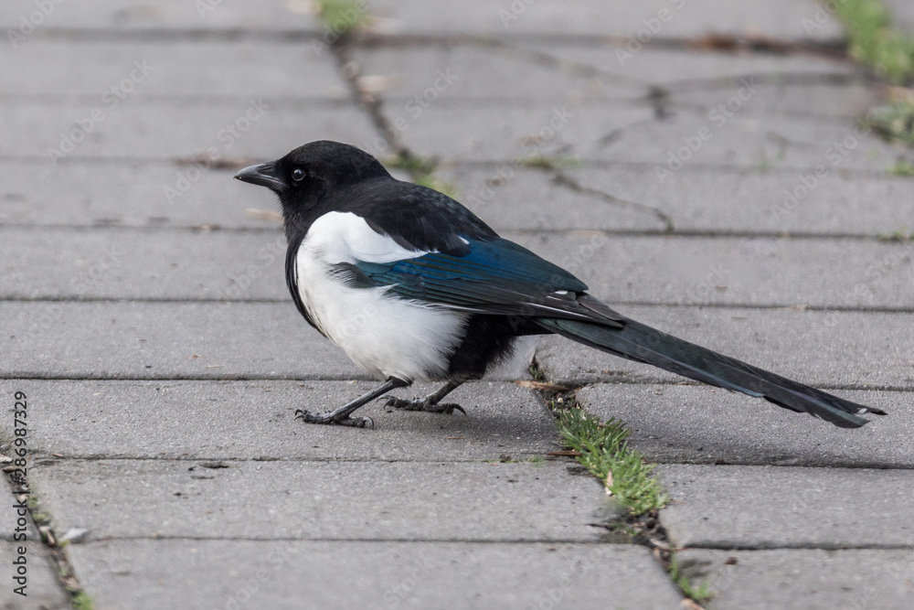Magpie walking down the local park pavement tiles Magpie walking down the local park pavement tiles