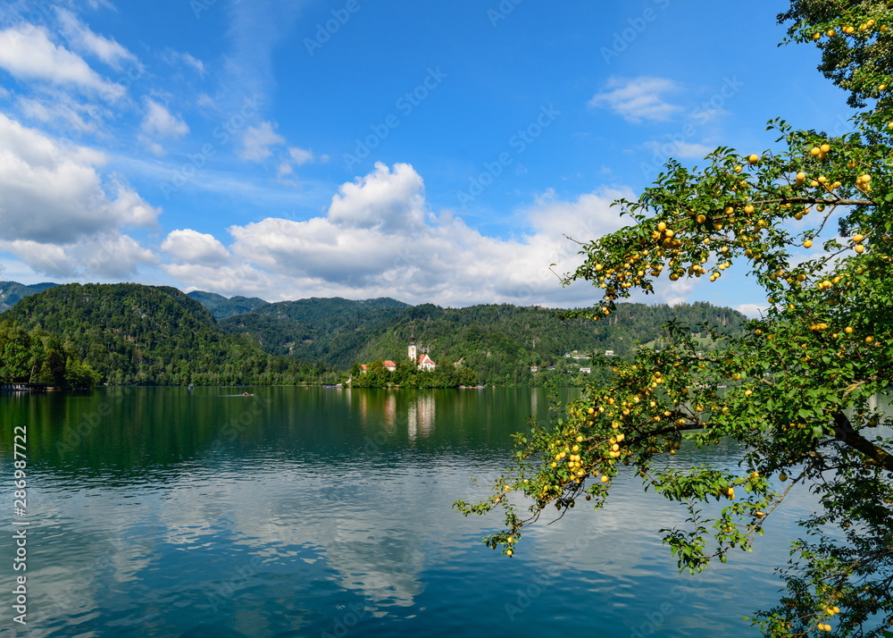 Beautiful view of Lake Bled with reflection in the foreground an apricot tree.