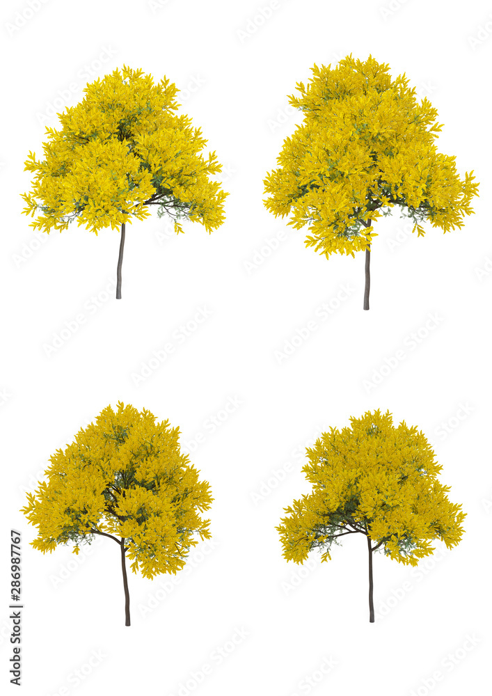 Silver wattle tree in spring season Isolated on white background with clipping path , 3d illustration