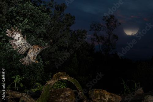 Tawny owl in flight, Spain photo