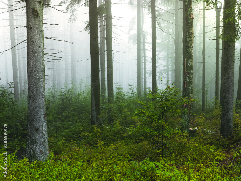 Naklejka premium Misty forest in the morning, Czech Republic