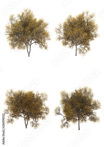 Silver wattle tree in winter season Isolated on white background with clipping path   3d illustration