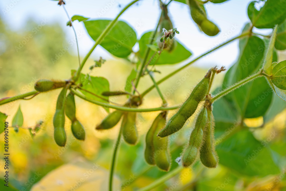 soybean pod filled with beans in a field against the sky