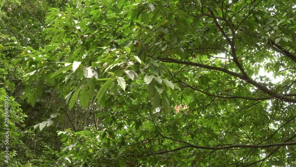 Dense foliage of trees sways and sparkles in the sun in the summer in the wild forest. Positive nature background. Planet lung protection Dense foliage of trees sways and sparkles in the sun in the summer in the wild forest. Positive nature background. Planet lung protection