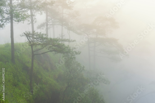 Pine trees on the cliff with fog background