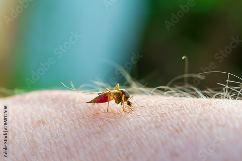 Vector of infectious diseases, insect mosquito drinking blood from the surface of human skin, close-up
