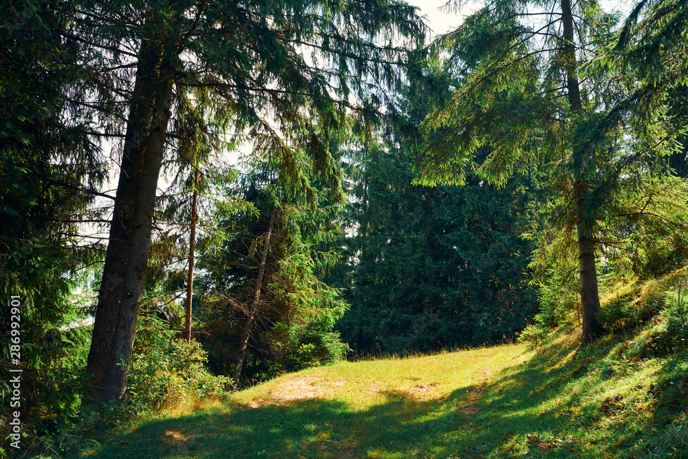 Fototapeta premium Beautiful summer landscape - spruces on hills, cloudy sky at bright sunny day. Carpathian mountains. Ukraine. Europe. Travel background.