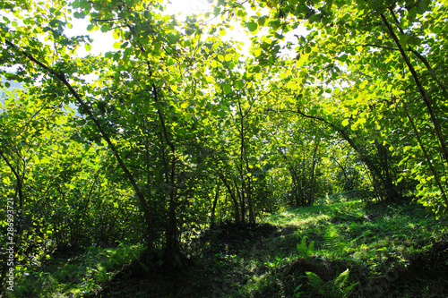 Hazelnut trees in summer