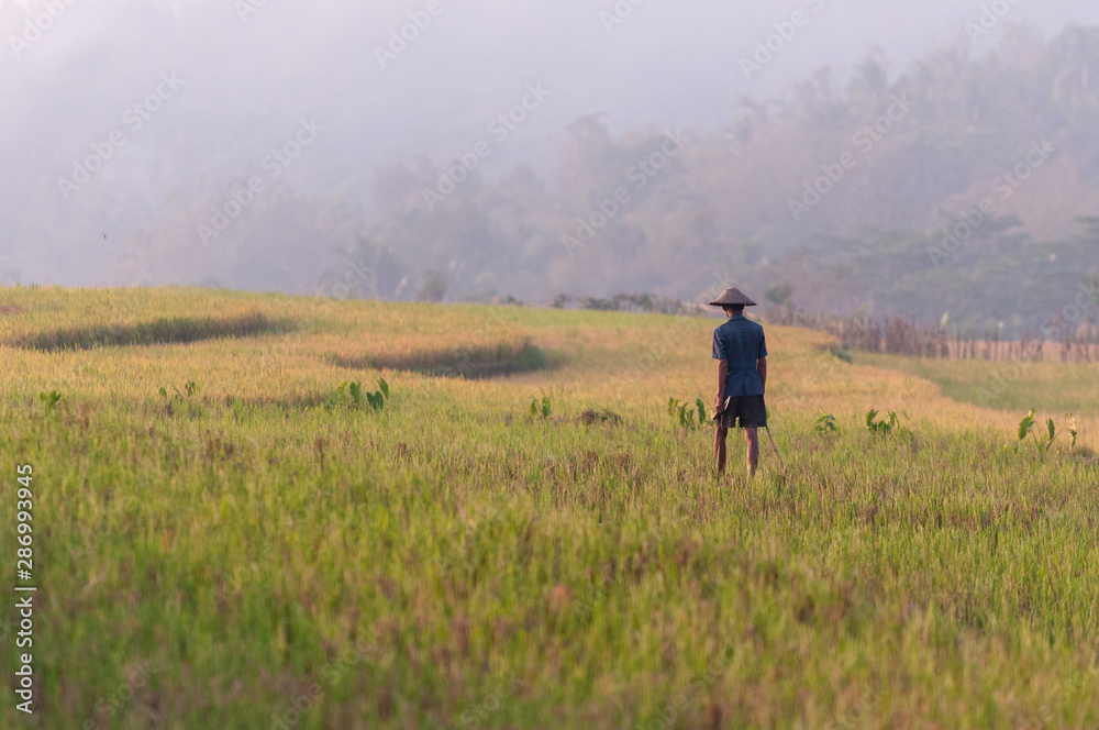 An asian farmer wearing straw hat observe his rice field farmland on a glorious morning golden sunshine An asian farmer wearing straw hat observe his rice field farmland on a glorious morning golden sunshine