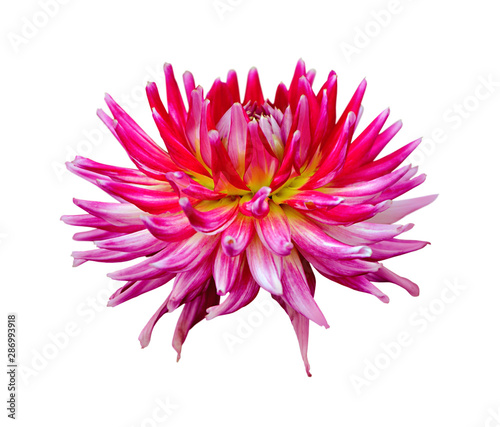 Beautiful flower of pink dahlia isolated on a white background