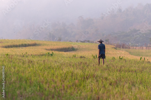 An asian farmer wearing straw hat observe his rice field farmland on a glorious morning golden sunshine