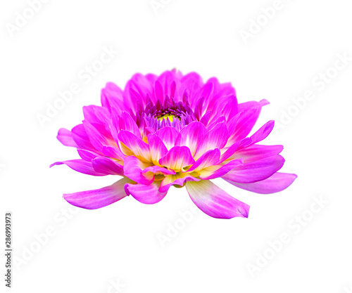 Beautiful flower of pink dahlia isolated on a white background