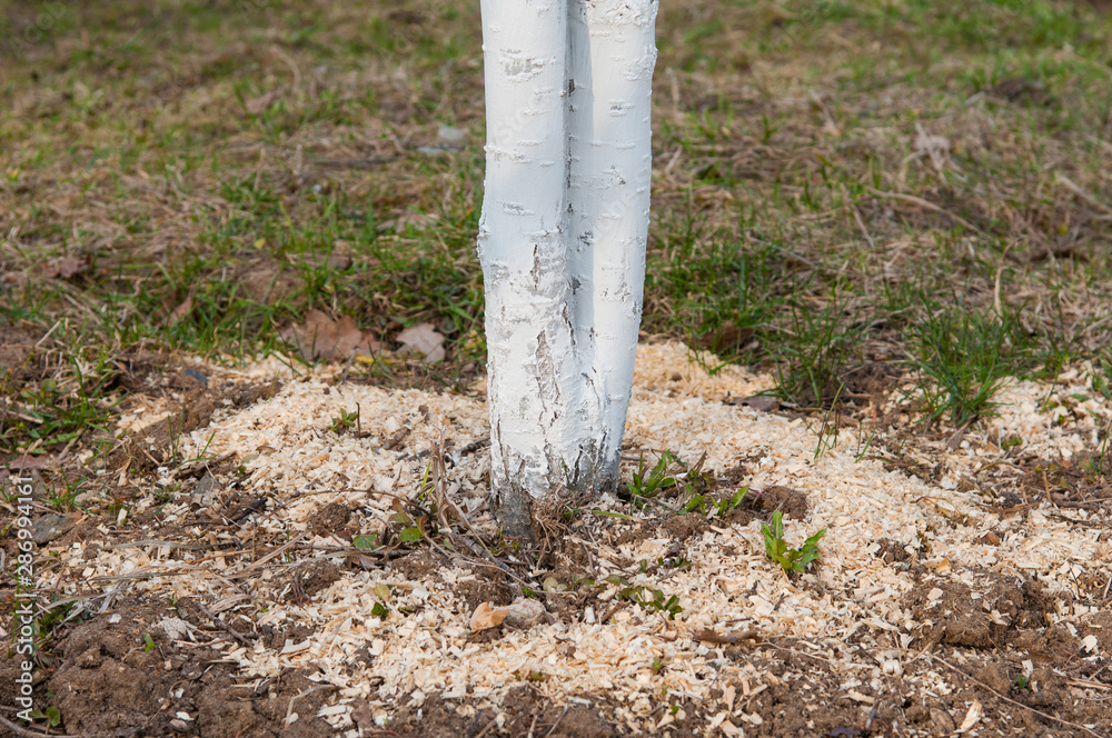 whitewashing trees, cherry orchard. tree care whitewashing trees, cherry orchard. tree care