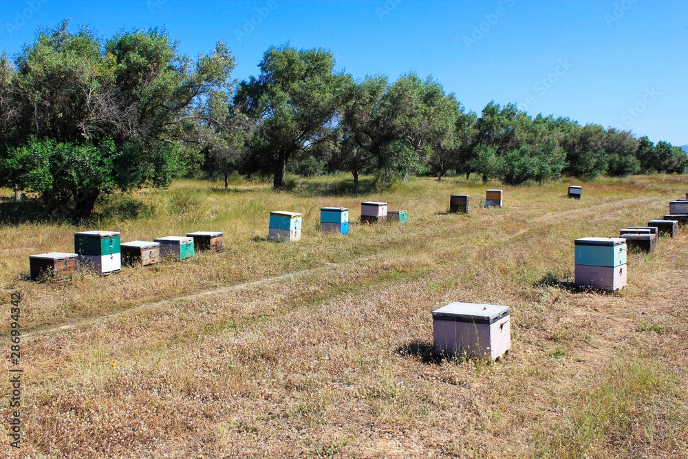 Bee hives on a field Bee hives on a field