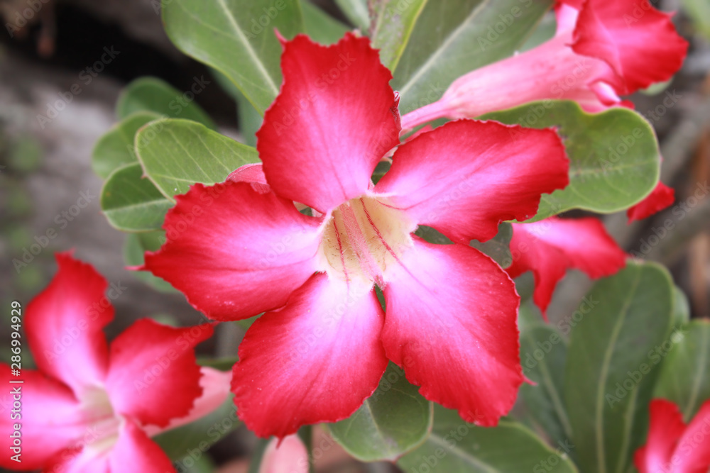 Adenium Obesum flowers with leaves. red flowers with leaves. Adenium Obesum flowers with leaves. red flowers with leaves.