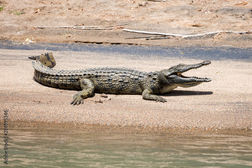 Crocodile sunbathing at a sandy bank at Kunene river, Epupa, Namibia