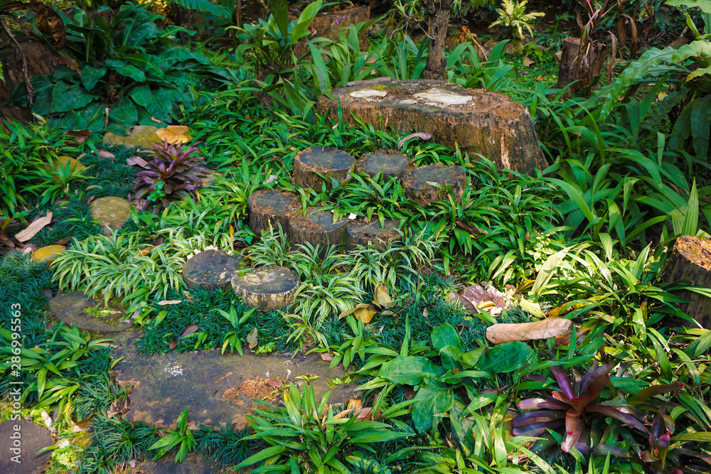 rotten wood path walk or pathway on the ground with cutted wood with green grass on indonesia