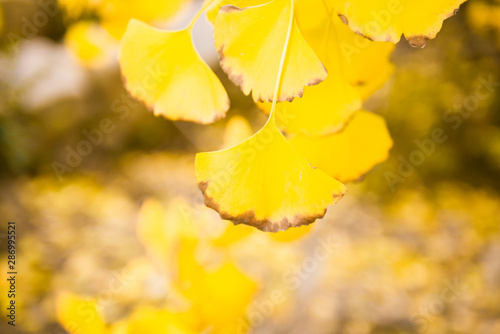 Ginkgo biloba leaves turn yellow in autumn