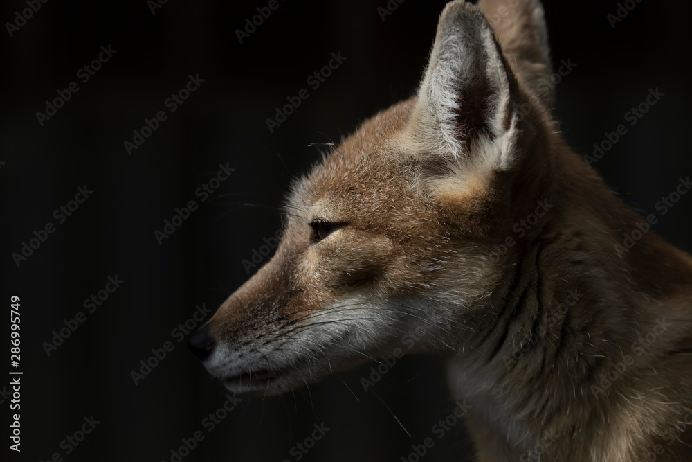 Corsac Fox, Vulpes corsac, close up portrait of facial expression detail and long characteristic ears taken during a sunny summers day in shadow. Corsac Fox, Vulpes corsac, close up portrait of facial expression detail and long characteristic ears taken during a sunny summers day in shadow.