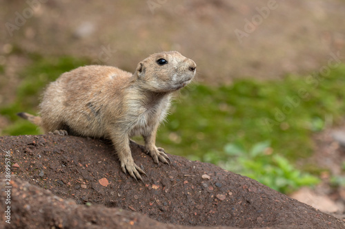 Prairie dogs, Cynomys, in group and individuals close up portraits displaying typical behaviour during a sunny summers day. © Paul